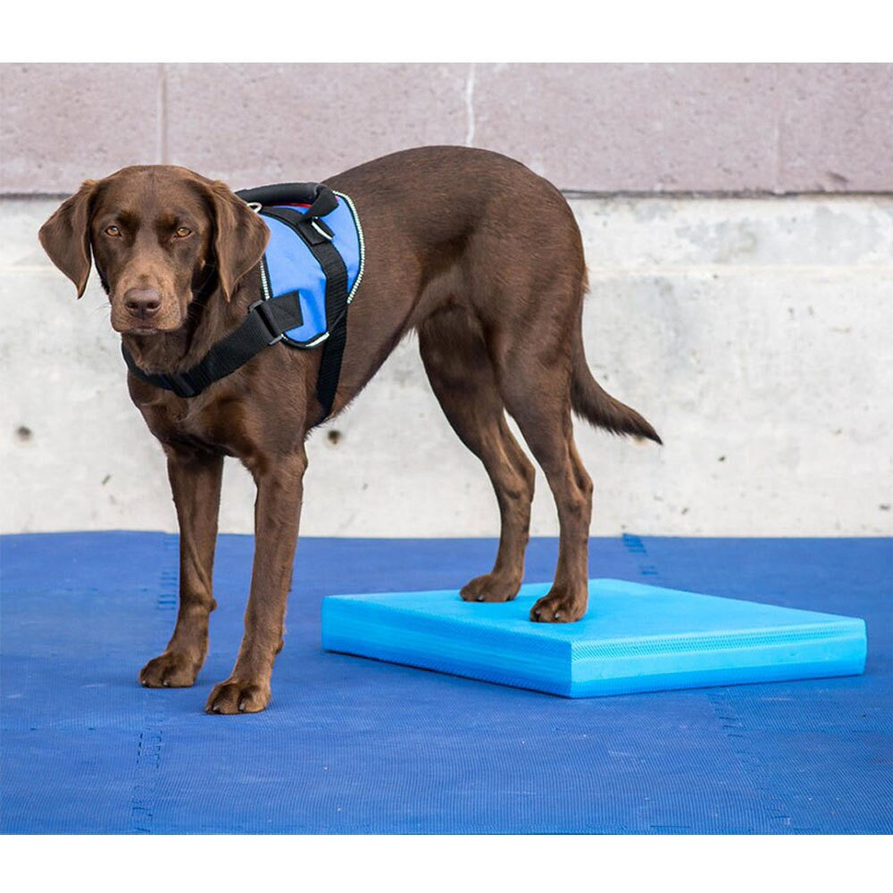 Pet-Specific Balance Ladder Soft Tread-2