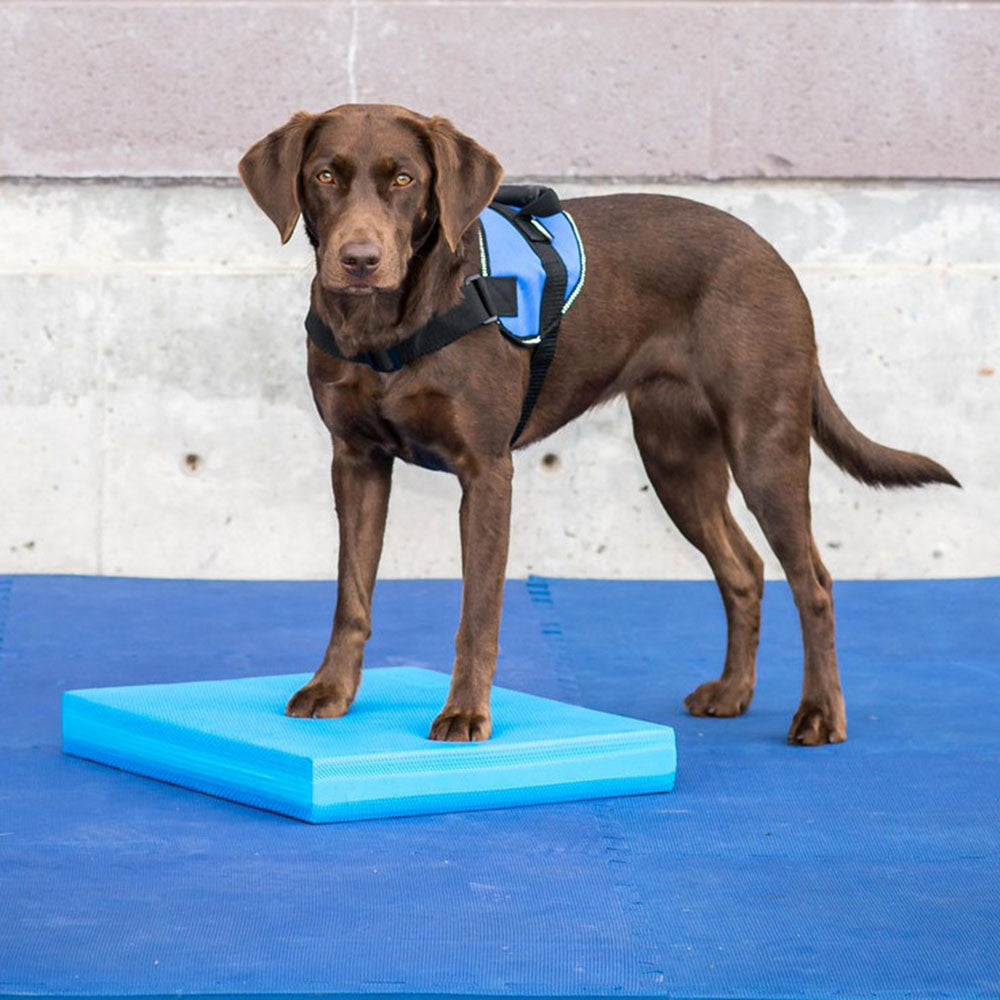 Pet-Specific Balance Ladder Soft Tread-1